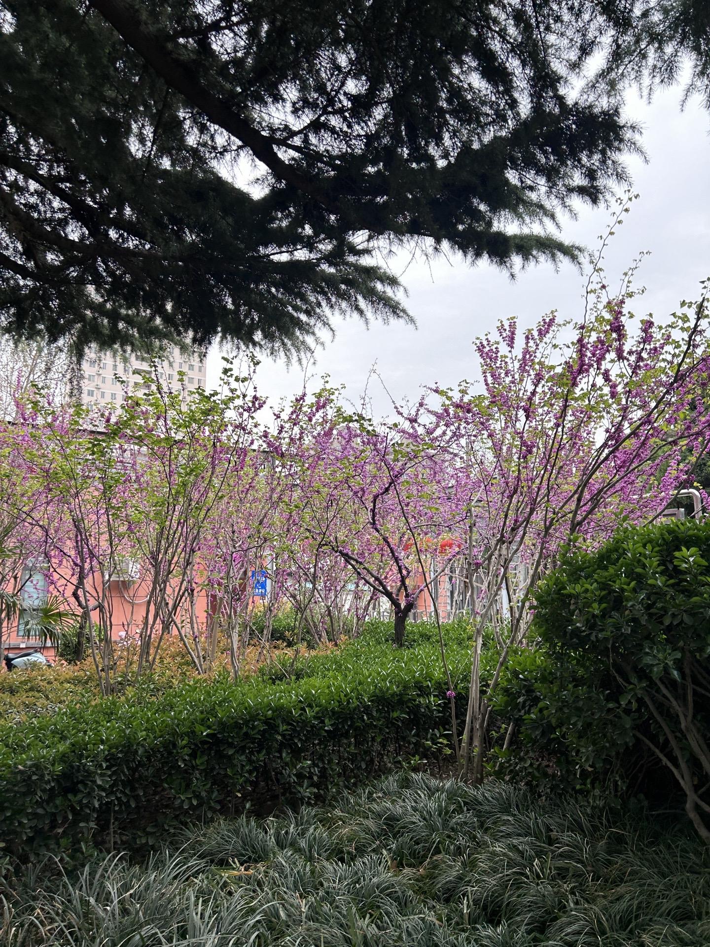 紫荆山公园